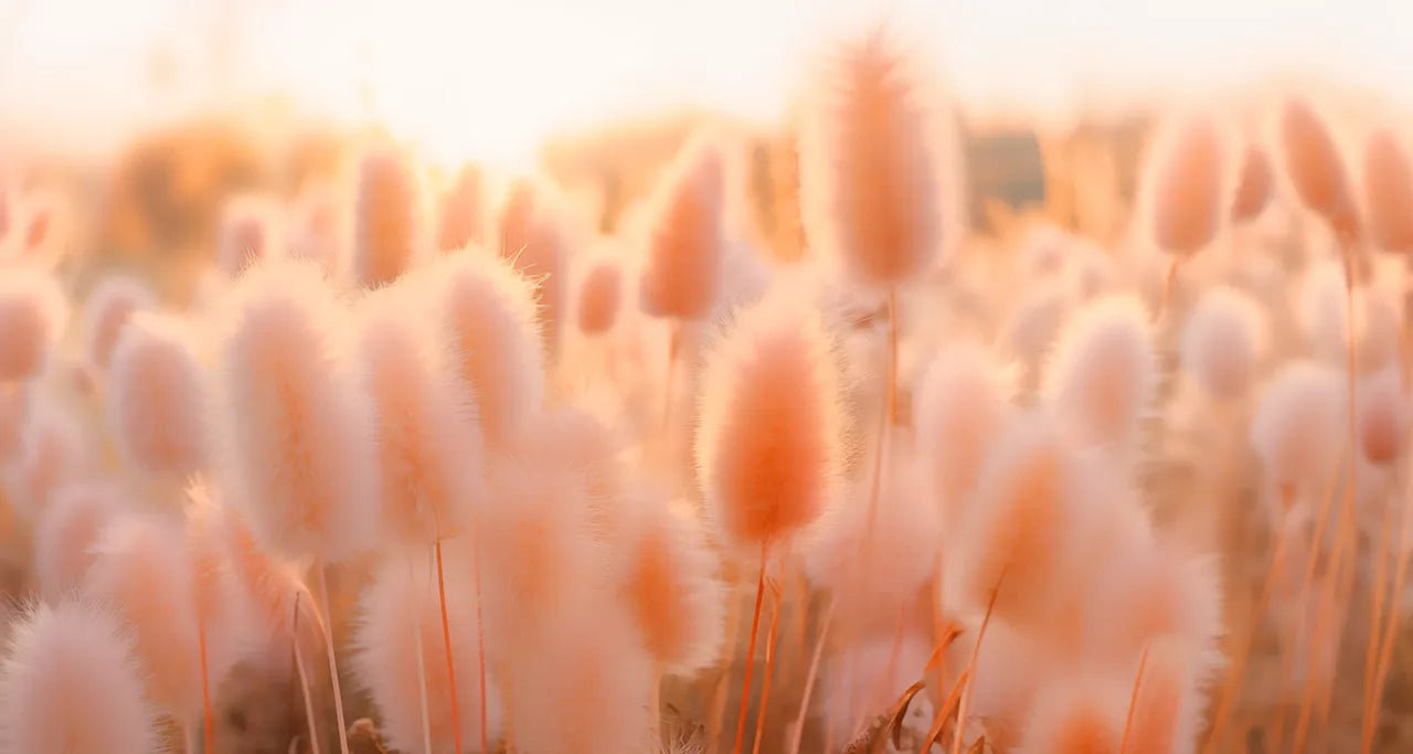 Peach fuzz або Персиковий пух: додавання кольору 2024 року за версією Pantone до вашого дому